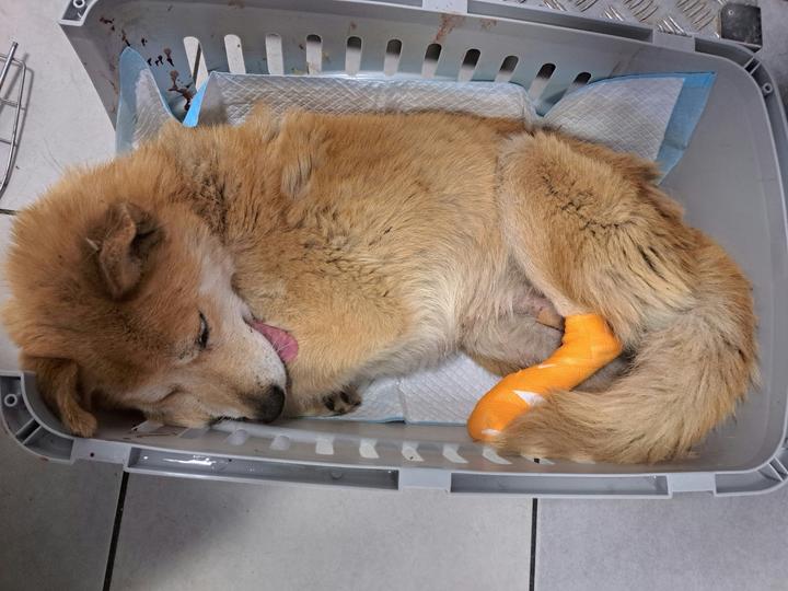 Собака після операції під наркозом