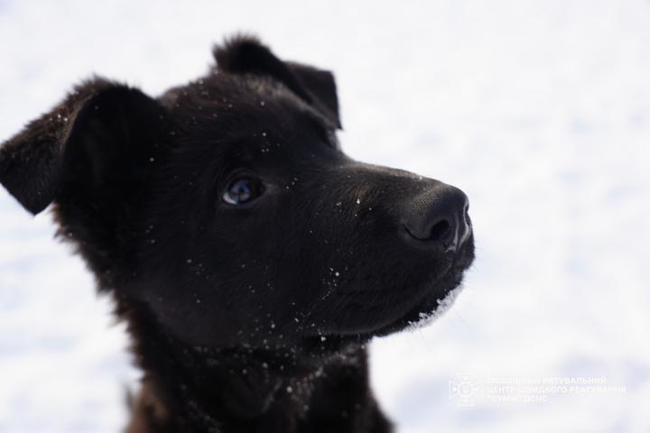 Пес ДСНС