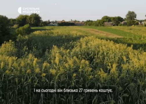 sorho vinikove v myropilli