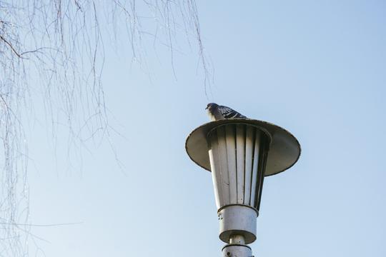 Голуб на ліхтарі біля пішохідного мосту в Сумах