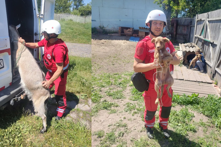 chervonyi khrest vyvozyt tvaryn Червоний Хрест вивозить тварин на Сумщині