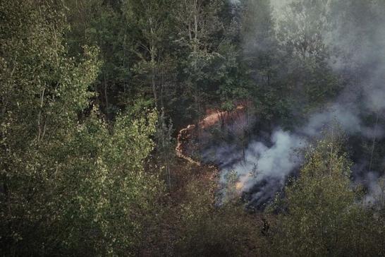 Пожежа в лісі в Охтирському районі
