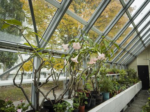 рослини в теплиці центум смр