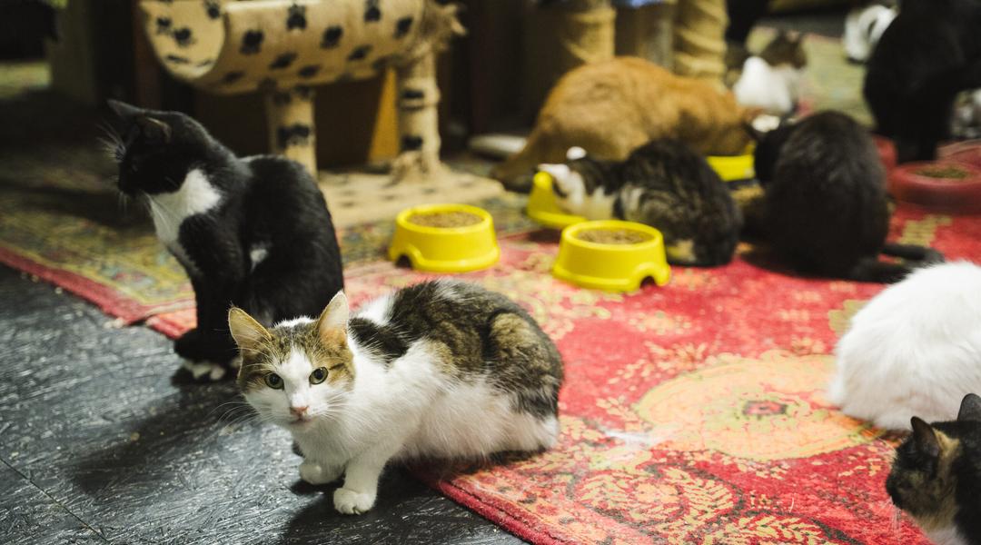 koty v budynku dlia kotiv dimpets Коти в будинку для котів ДімПетс