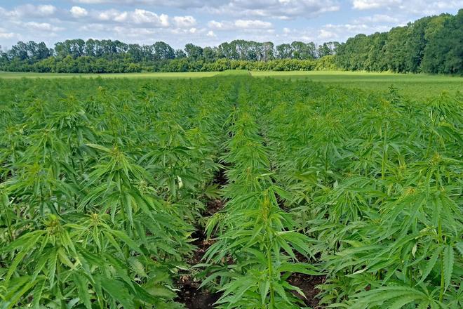hemp-5 hemp 5