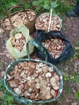 Кошики з грибами, зібраними в лісах Ямпільщини
