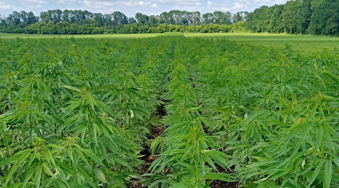hemp-5 hemp 5