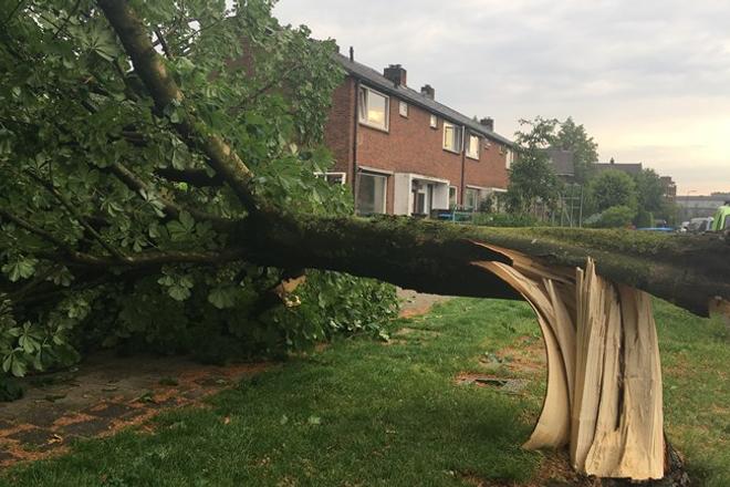 Een omgewaaide boom in Rheden Foto Omroep Gelderland