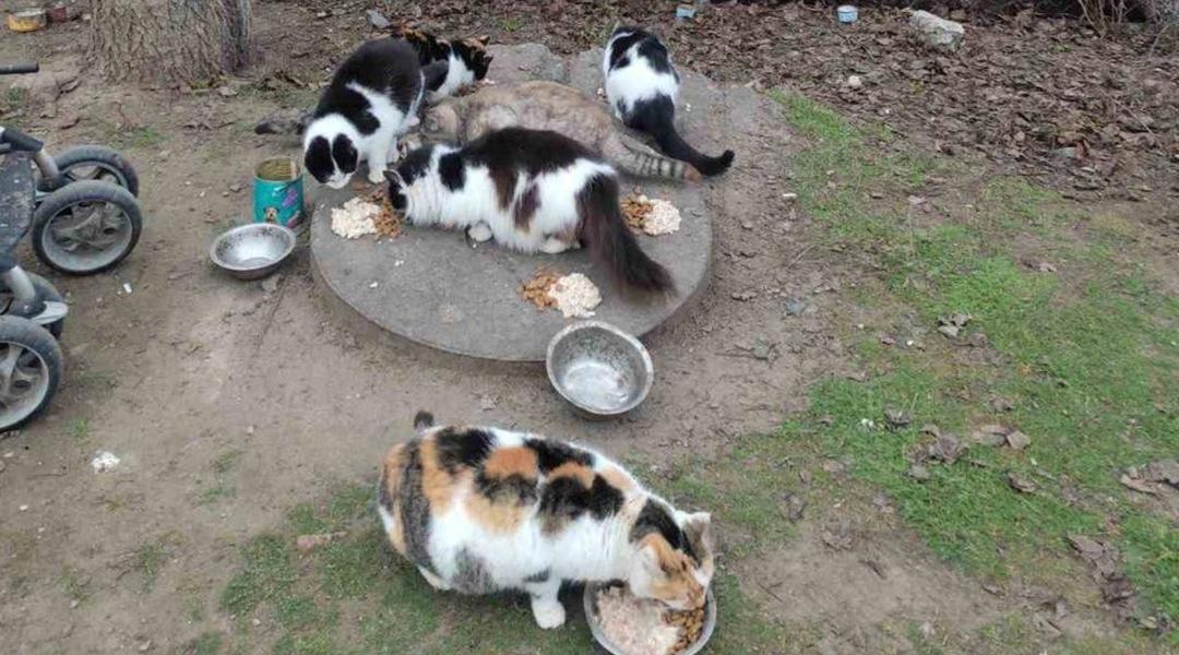 Безпритульні коти їдять корм