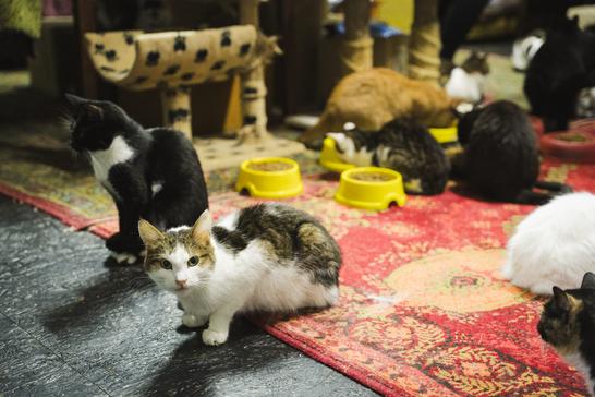 Коти в будинку для котів ДімПетс