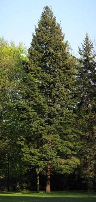 800px Pseudotsuga menziesii Poland