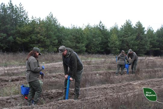 na sumshchynі vysadzhuyutʹ lіs pamʹyatі На Сумщині висаджують ліс пам'яті
