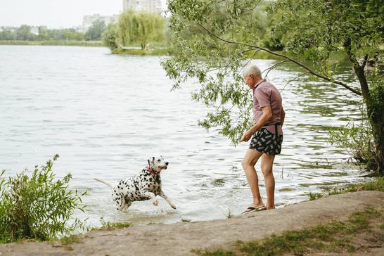 dalmatyn vybihaie vody sumy