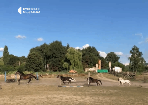 koni v myropilli na sumshchyni