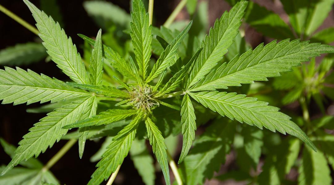 cannabis 5003418 1920 cannabis 5003418 1920