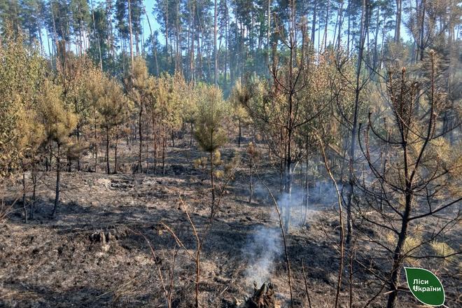 Ліс на півночі України після пожежі