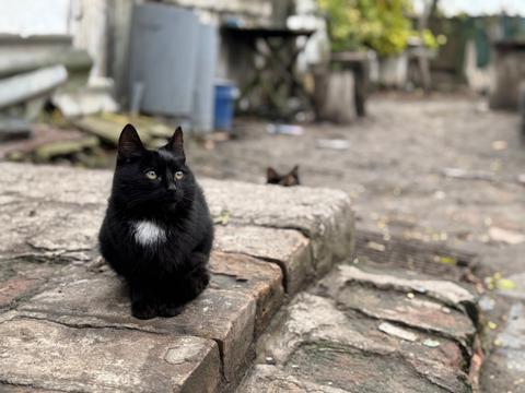 Котик у Селі Капітанівка