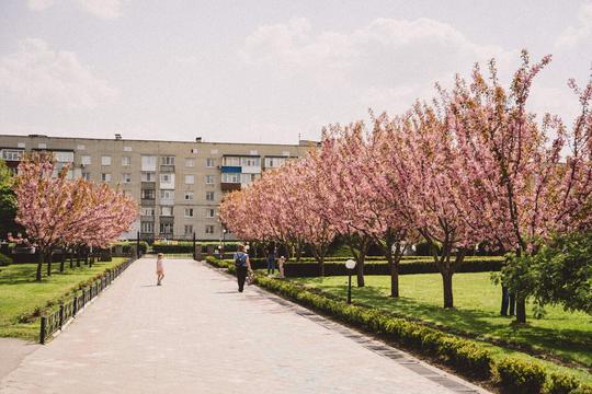 В кампусі СНАУ росте алея сакур, що зацвітає всередині весни. Популярне місце для фотографій із цвітом серед сум’ян.