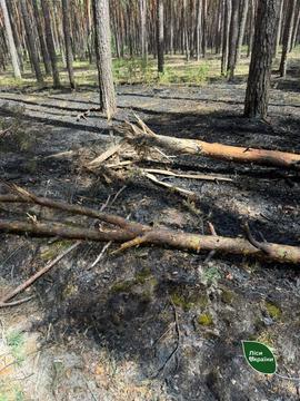 Дерева які впали через пожежу в лісі на півночі України