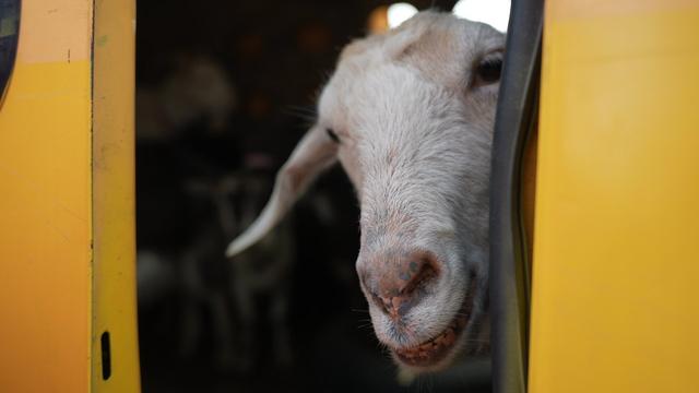 kozy sumy evacuacia Коза в евакуації