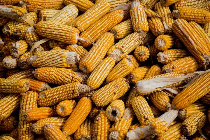 kukurudza agrarii