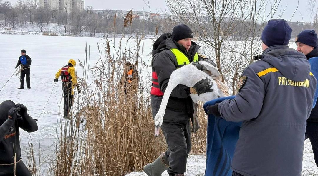 Рятують лебедів на озері Чеха