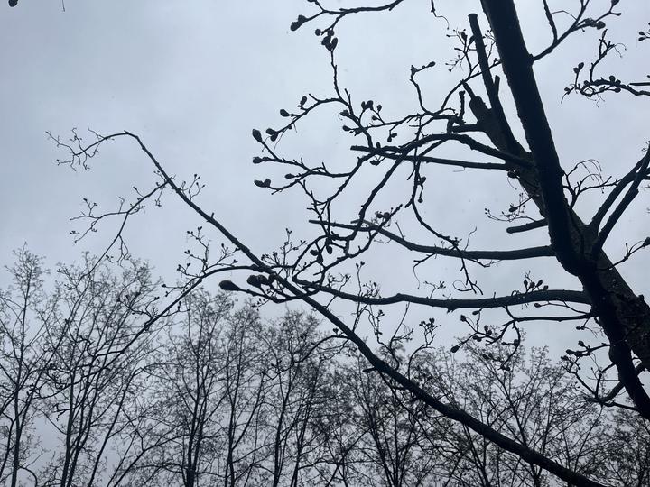 Бруньки на деревах у Сумах