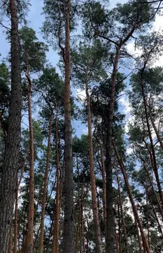 Сосновий ліс на Басах