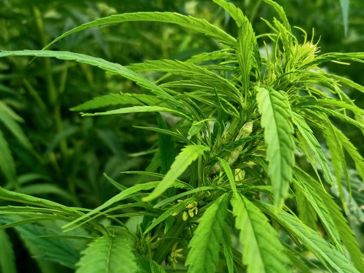 hemp_main hemp main scaled