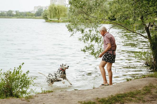 dalmatyn vybihaie vody sumy