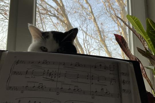 bonya pracue