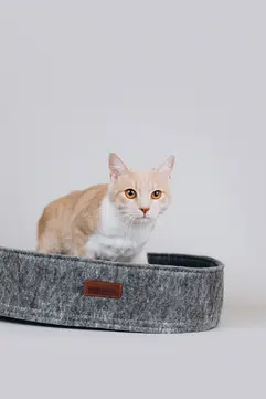 котик абрикос