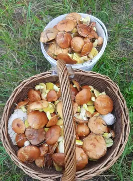 Кошики з маслюками