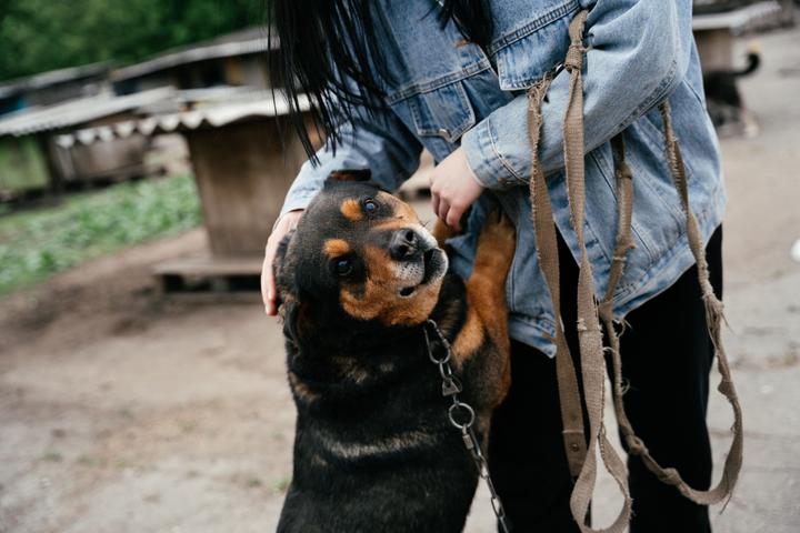 Собака на повідку Суми