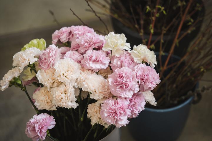 hvozdyky u kvitkoviy studiyi bloom flowers