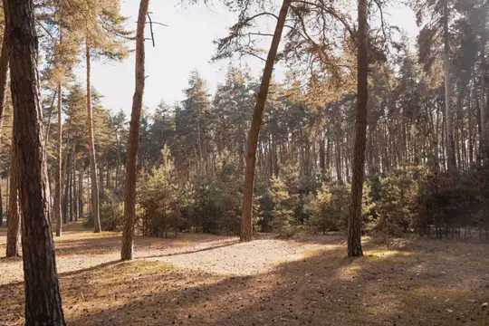 Стежка в баранівському лісі оточена соснами.