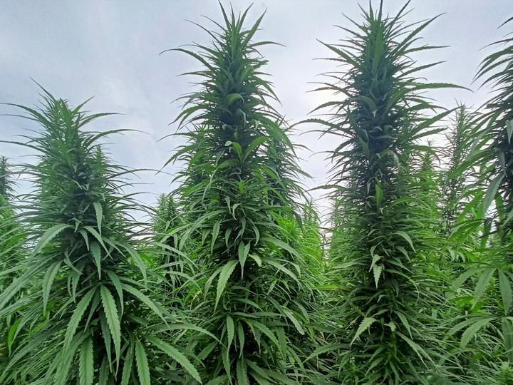 hemp-6 hemp 6