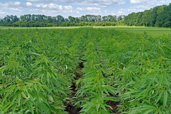 hemp 5