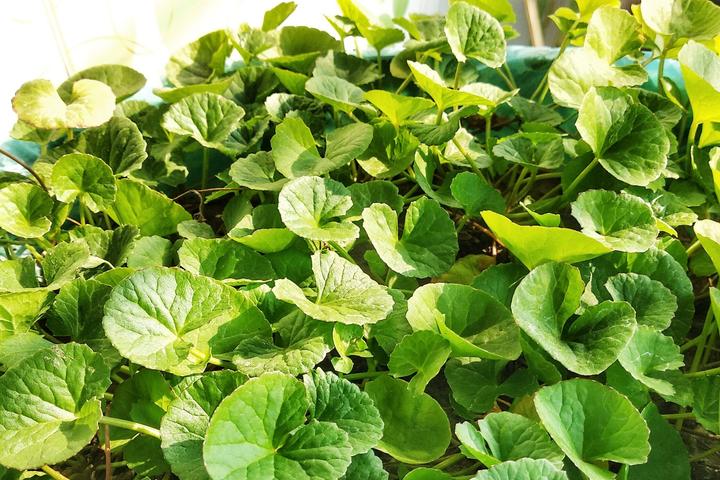 Centella asiatica komponent czyka kremiv edited Рослина центела, що є у складі цика-кремів