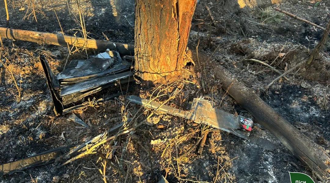 ліс на Сумщині вплив війни
