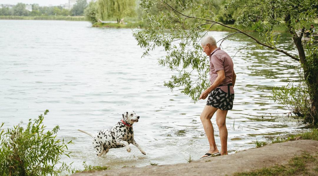 dalmatyn vybihaie vody sumy