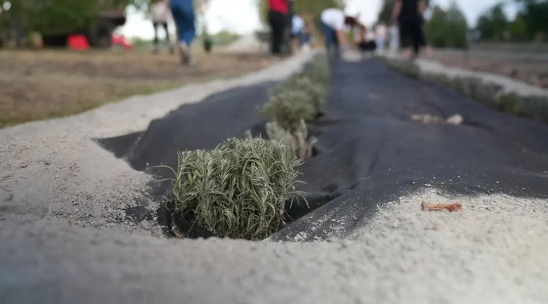 Алея надії в Лебедині на Сумщині
