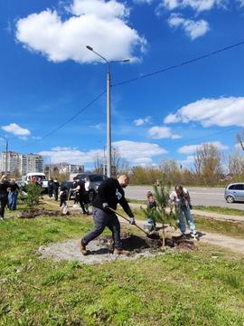 нова алея сосен в Сумах
