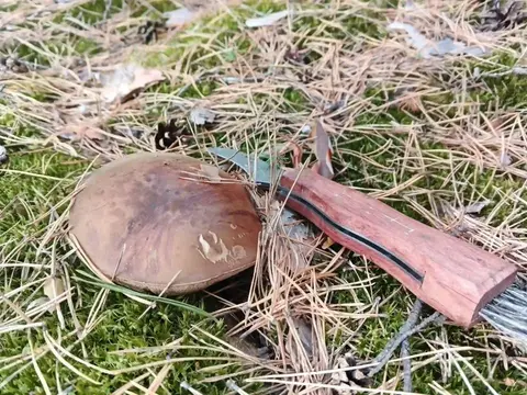Гриб на поляні Сумщини