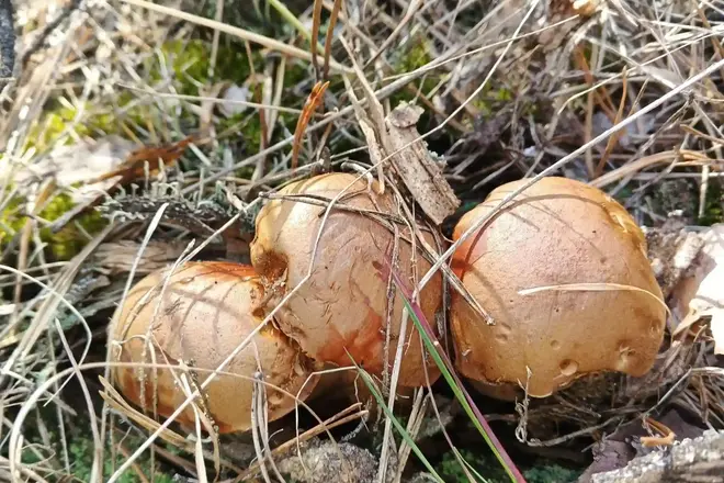 Гриби в Роменському районі