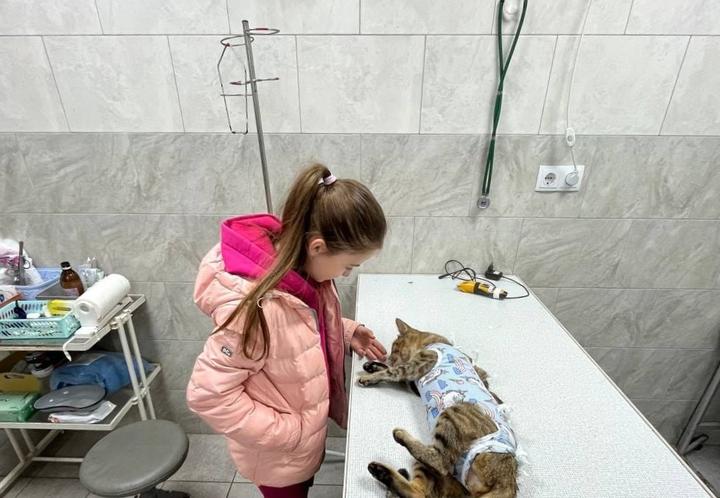 Ветеринарна лікарня Vetservis у Сумах