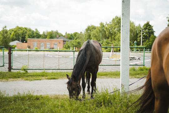 Вигул коня в Сумах