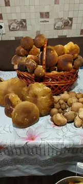Гриби в Кролевеці у вересні