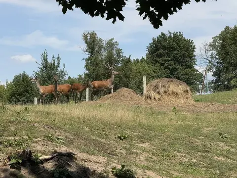Олені й лані на фермі в Роменському районі
