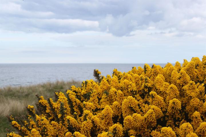 scotland 1